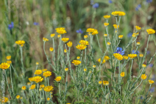 Group of golden marguerites (Cota tinctoria) on a meadow. photo