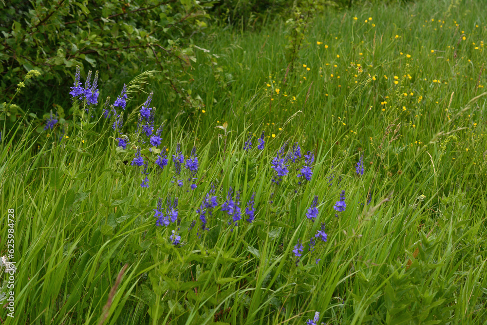 meadow with green grass and blue blooming flowers isolated close up meadow with green grass and blue blooming flowers isolated close up