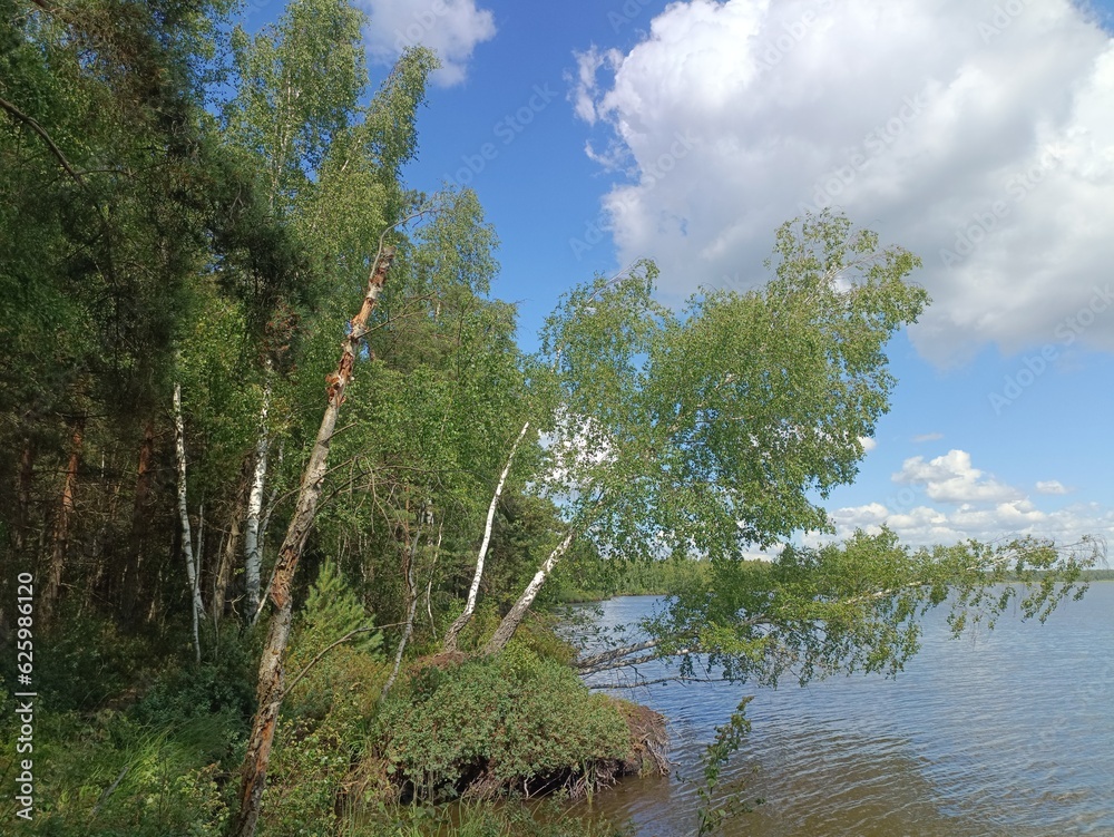 Obraz premium Rekyva forest and lake during sunny summer day. Pine and birch tree woodland. Wavy lake. Bushes and small trees are growing in woods. Sunny day with white clouds in blue sky. Nature. Rekyvos miskas.