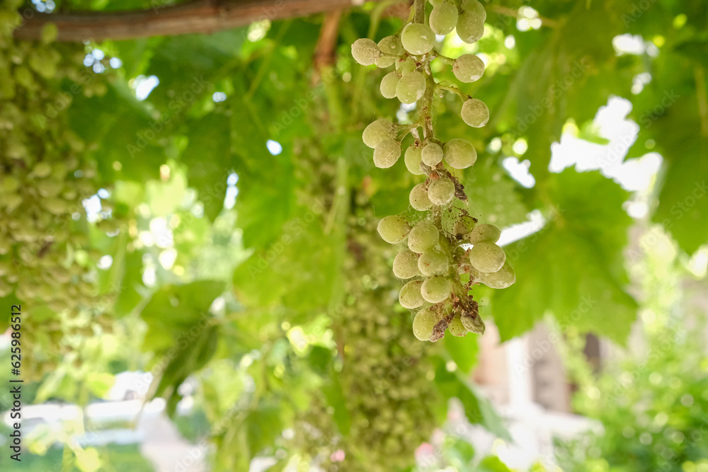 Grape disease. White grapes rot on the vine. Crop infected by gray mold. Botrytis cinerea. Grape disease. White grapes rot on the vine. Crop infected by gray mold. Botrytis cinerea.