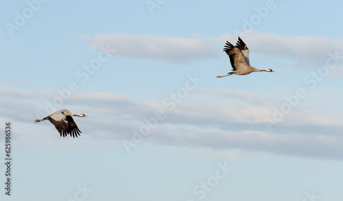 GRULLAS EN GALLOCANTA