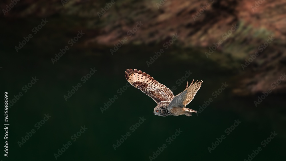 Obraz premium indian eagle owl