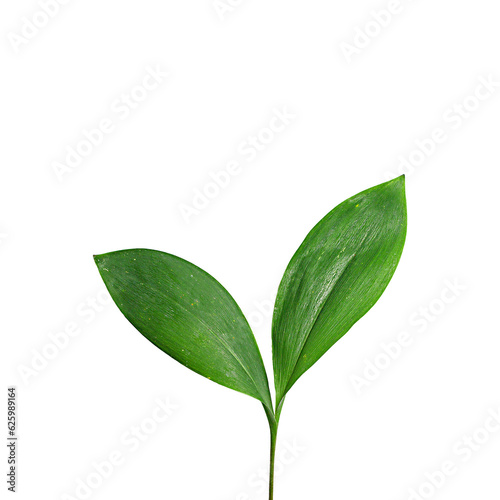 Green plant isolated on transparent png background