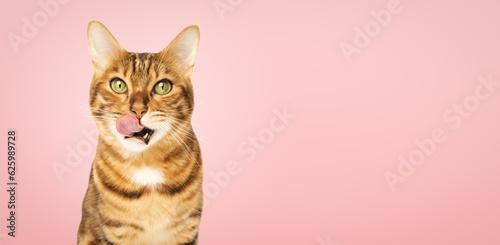 Fototapeta Naklejka Na Ścianę i Meble -  Bengal cat licks its lips on a pink background