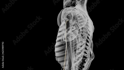 The musculocutaneous nerve (C5-7) is a terminal branch of the lateral cord. photo