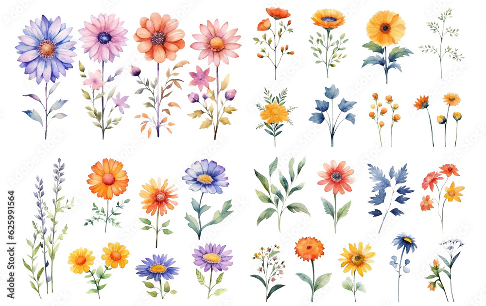 Watercolor flowers on a white background without shadows for illustration.