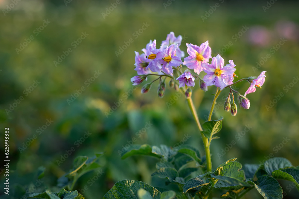 Blooming potato flowers in a potato field close-up. Growing organic vegetables. Blooming potato flowers in a potato field close-up. Growing organic vegetables.