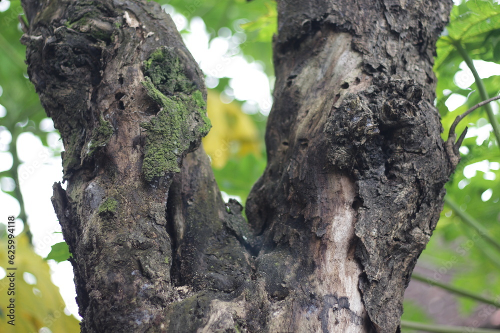 Photo of a tree trunk. The bark of the trunk is infested with pests. Bark destroyed by weather. Cracks and lichens on the surface of the trunk. Photo of a tree trunk. The bark of the trunk is infested with pests. Bark destroyed by weather. Cracks and lichens on the surface of the trunk.