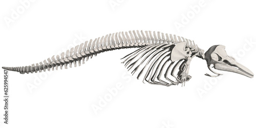 Retro Dolphin Animal Anatomy Skeleton Scientific Illustration Sea Animal