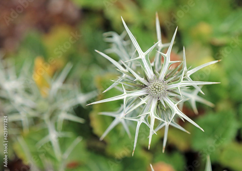 Closeup overhead view of a Variable-leaved sea holly plant  Derbyshire England 