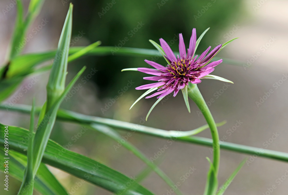Macro image of a Salsify flower, Derbyshire England
