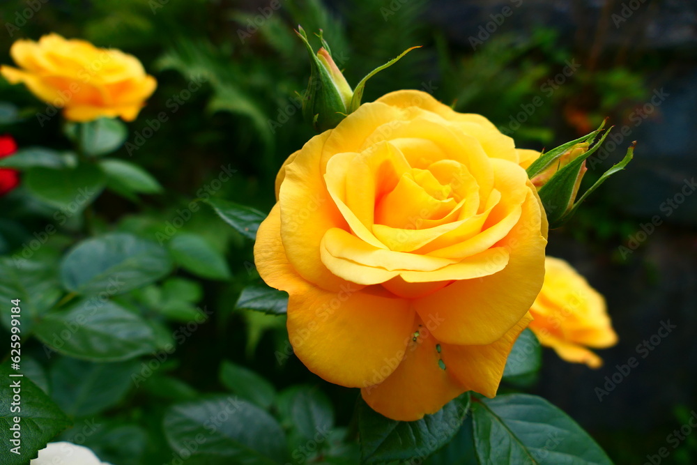 goldgelbe Rosenblüte goldgelbe Rosenblüte