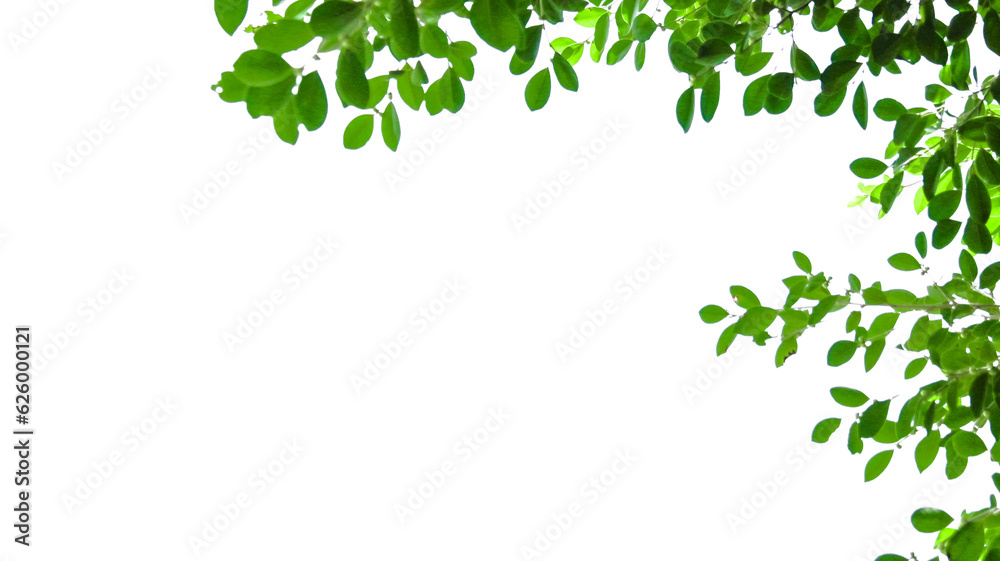 Isolated tree top leaves with clipping paths on white background for carding background                            