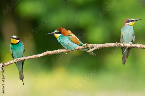Three european bee-eaters - Merops apiaster perched at light green background. Photo from Kisújszállás in Hungary.
