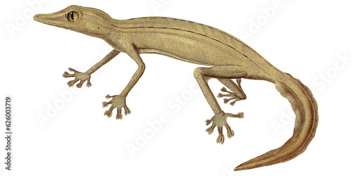 Retro Gecko Scientific Artwork Tropical Reptile Pet Fauna And Flora Lizard