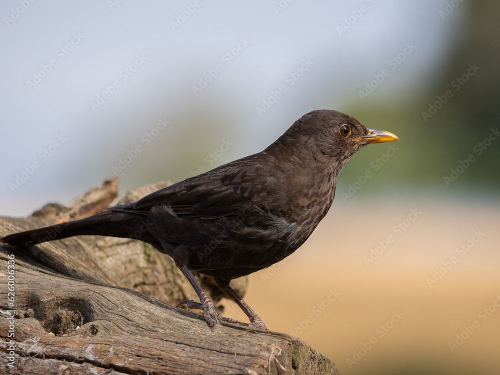 Obraz premium blackbird portrait