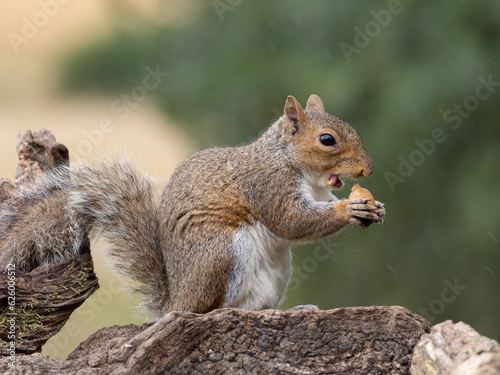 squirrel eating nut