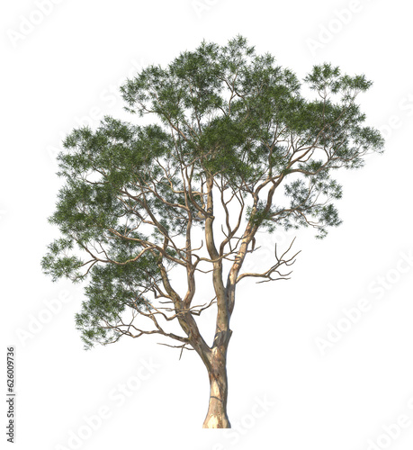 Eucalyptus camaldulensis, the river red gum, river red gum, light for daylight, easy to use, 3d render, isolated, tree isolated on white background
