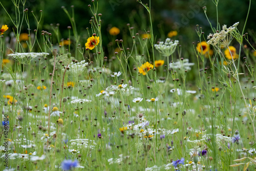 Wide variety of colourful wild flowers including corn marigold and cornflowers growing in the grass at Wisley garden, Surrey, UK. 