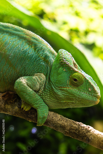 Green chameleon sitting on a branch in the forest, close-up.