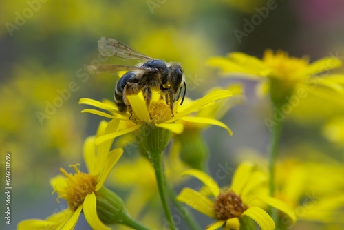 L'abeille butine