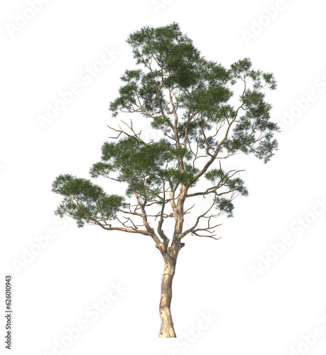 Eucalyptus camaldulensis  the river red gum  river red gum  light for daylight  easy to use  3d render  isolated  tree isolated on white background