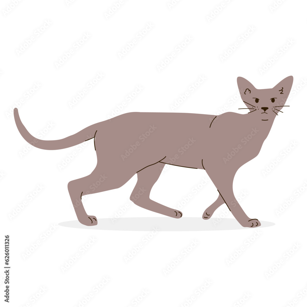 Vector illustration of cat, kittens.Cute simple design in cartoon style. Of illustrations with cats in different poses