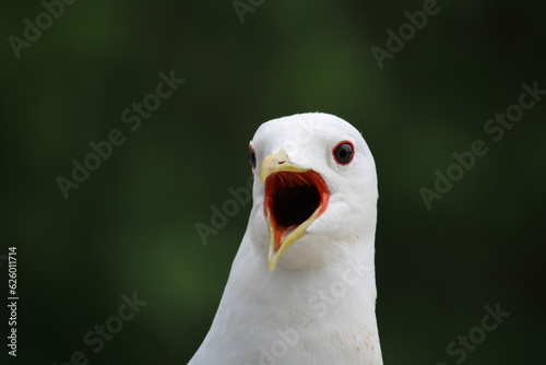 Close-up of a common gull with its mouth open.  © Arya