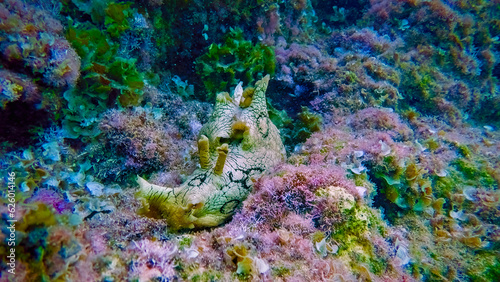 Foto Sea slug