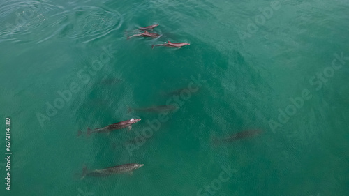 Aerial View of beautiful view of the pod of dolphins swimming free in Costa Rica