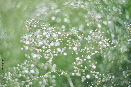 Fotografía abstract floral background with white flower on blurred grass background