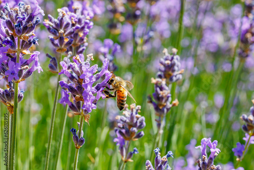 Honey bee in flowering lavender field. Summer landscape with blue lavender flowers.
