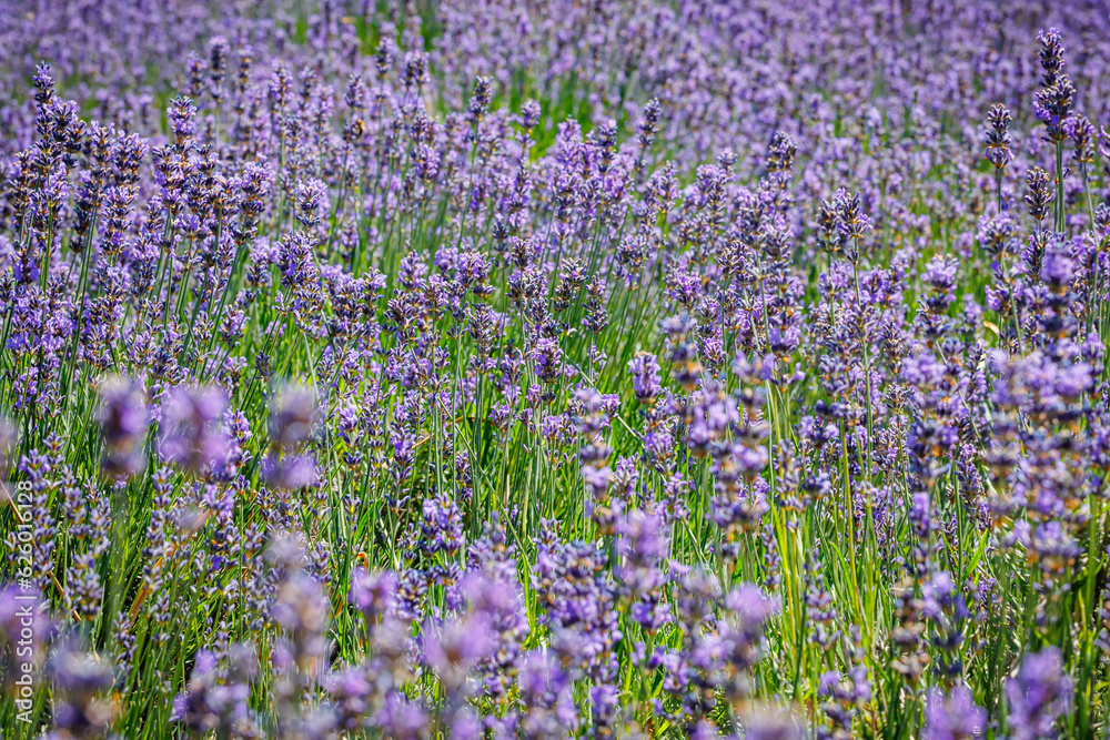 Naklejka premium Beautiful flowering lavender field. Summer landscape with blue lavender flowers.
