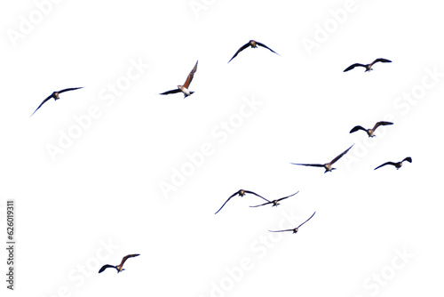 Real shot of flying birds on transparent background (png).
