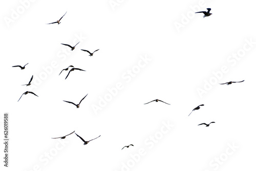Real shot of flying birds on transparent background (png).
