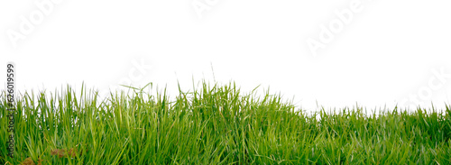 green grass on transparent background (png).