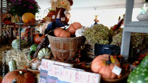 pumpkin farm. Pumpkins of different colors and sizes