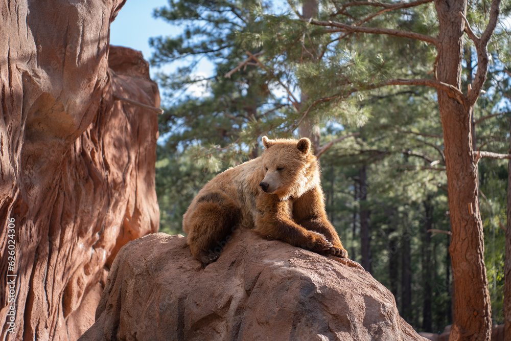 Grizzly bear in Bearizona, Williams, Arizona, USA. Grizzly bear sitting on a red rock. 