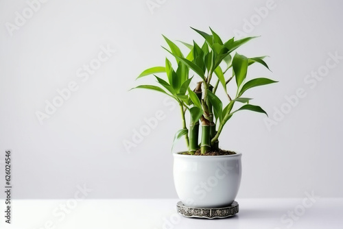 Lucky Bamboo Plant. Small bamboo in the pot. generative ai Fototapeta