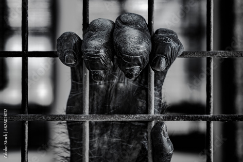 Chimpanzee's hand grabbing cage bars.