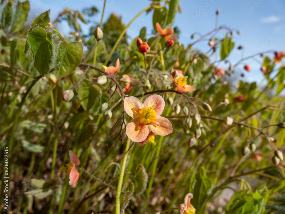 Close-up of the spreading plant the Warley epimedium (Epimedium x warleyense) Orangekonigin flowering with sprays of small flowers with bright coppery-orange sepals and smaller yellow petals Close-up of the spreading plant the Warley epimedium (Epimedium x warleyense) Orangekonigin flowering with sprays of small flowers with bright coppery-orange sepals and smaller yellow petals