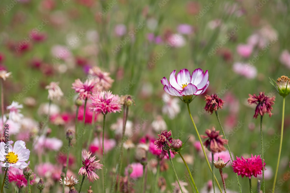 Wide variety of colourful wild flowers including corn marigold and cornflowers growing in the grass at Wisley garden, Surrey, UK. Wide variety of colourful wild flowers including corn marigold and cornflowers growing in the grass at Wisley garden, Surrey, UK.