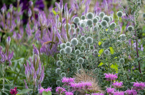 In the foreground, Ruthenian globe thistle, Echinops bannaticus Star Frost, photographed at RHS Wisley garden, Surrey UK. photo