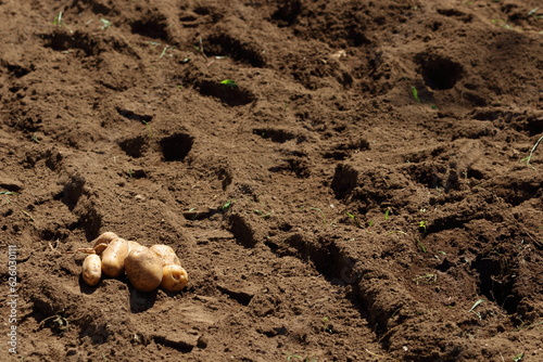 家庭菜園でジャガイモを植え新じゃがを収穫