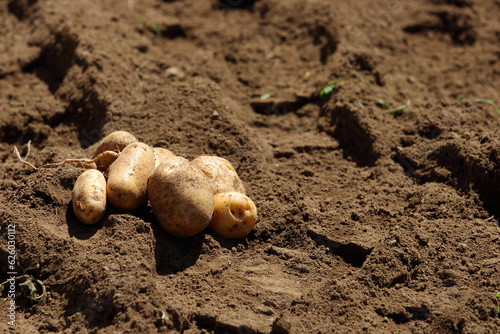 家庭菜園でジャガイモを植え新じゃがを収穫