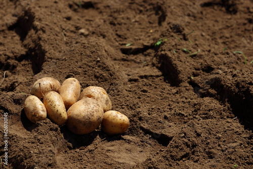 家庭菜園でジャガイモを植え新じゃがを収穫