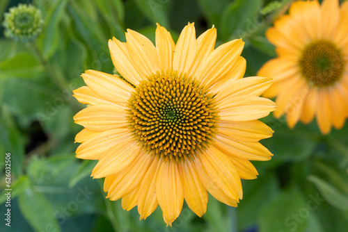 Coneflower lakota yellow (Echinacea ‘Lakota Yellow’)