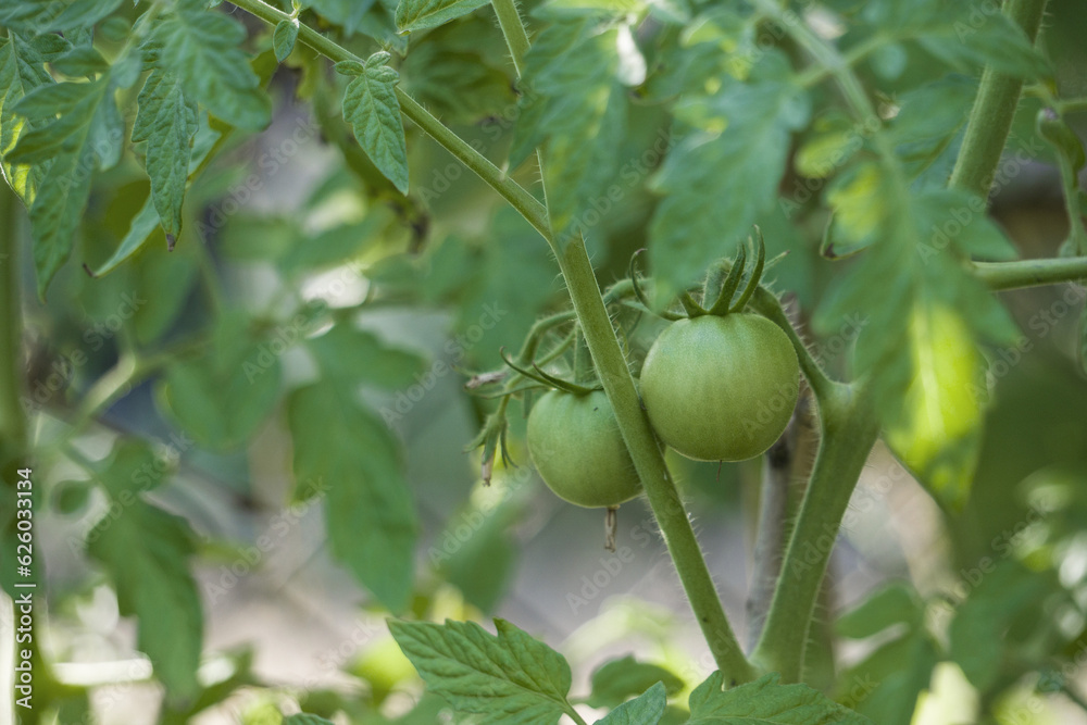 Obraz premium Pomidor