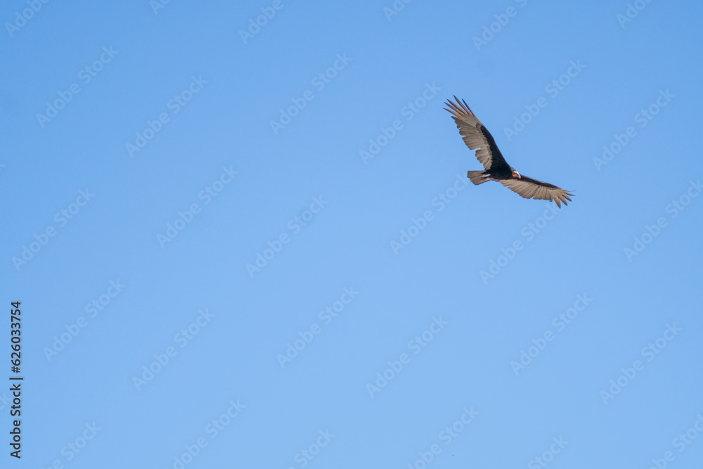 bird eagle in flight