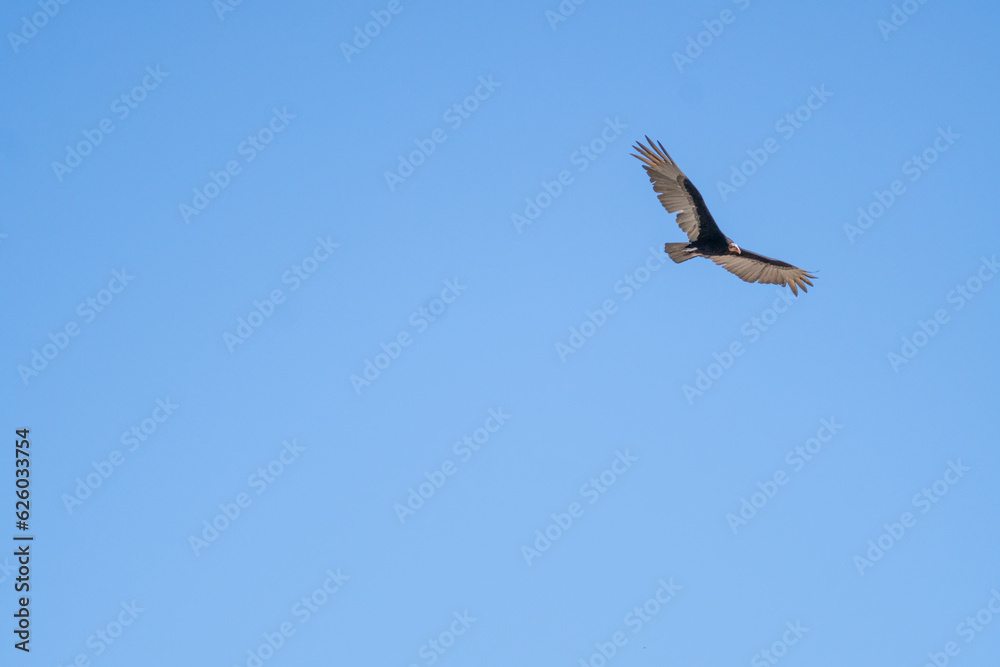 bird eagle in flight bird eagle in flight